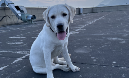 酷游官网-买猫500、治病5000，年轻人抛弃宠物医院